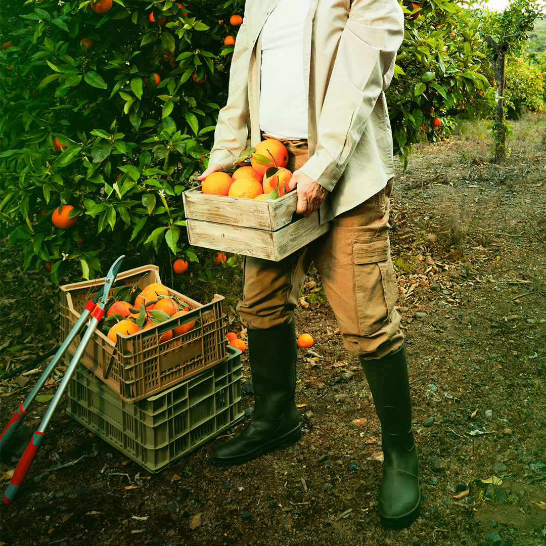 oranges